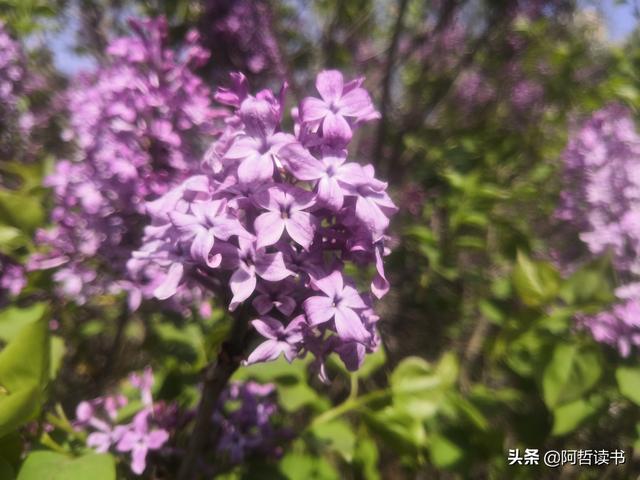 千千结里，暮春意徜徉，紫气更芬芳，丁香粉黛满城香