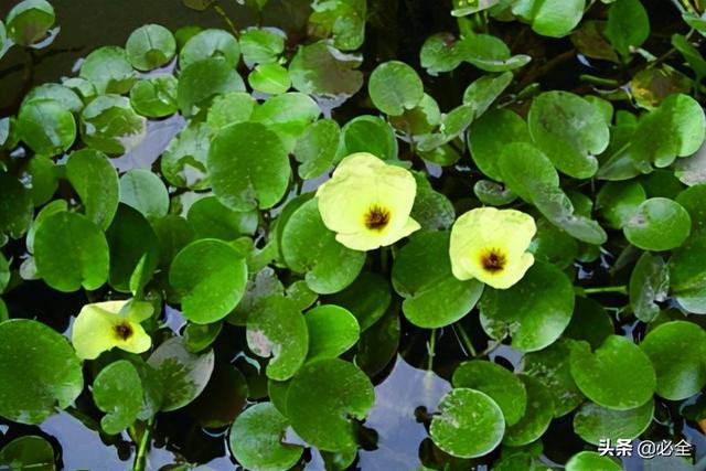 水生植物图片