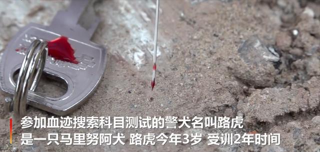 飞机失事后，为何救援队不用先进的生命探测器，而要用救援犬？