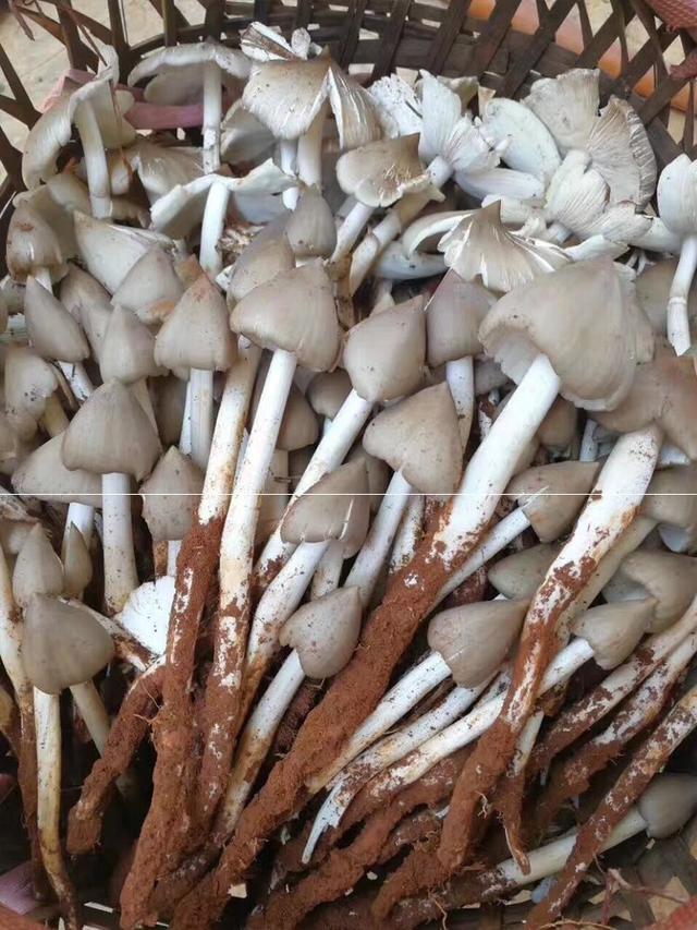 菜种子种植方法？菜种子大全100种，值得你好好看看