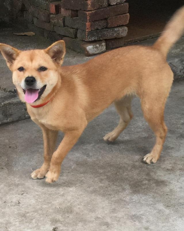 土狗比宠物狗好养嘛（养宠物狗和土狗的区别）(4)