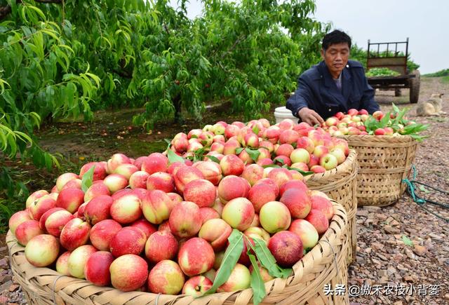 种植桃树巧用多效唑，果农实现高产增收效益好5