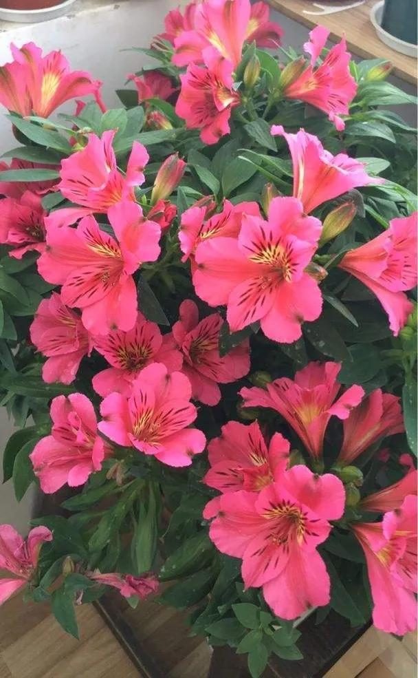 人间最美四月天，百花开满园