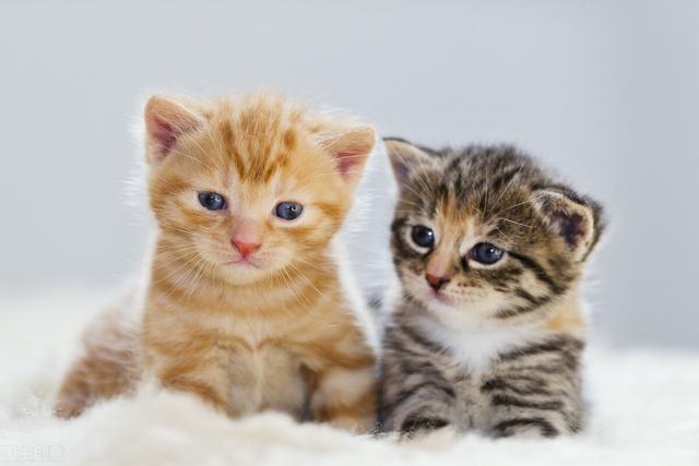 散文：农村的猫和城里的猫