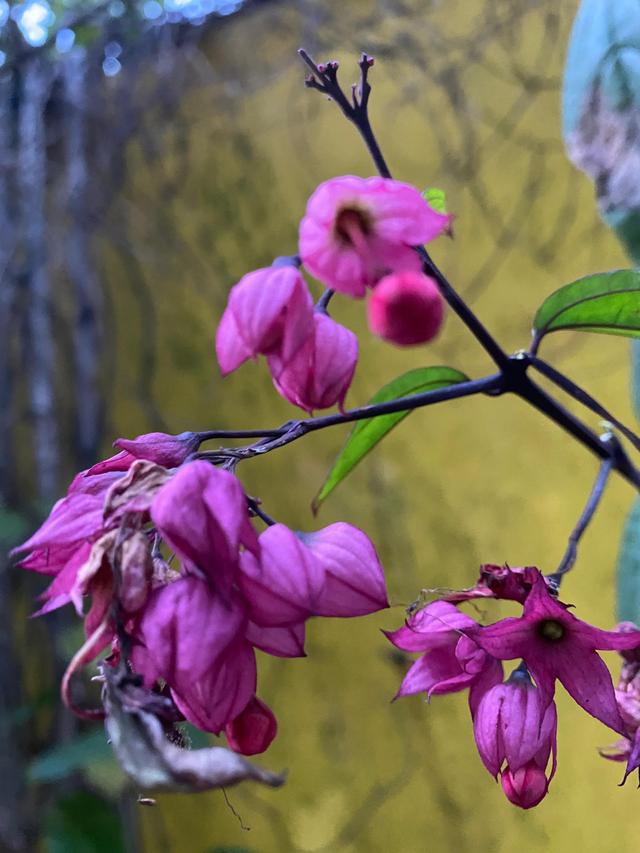 红花龙吐珠