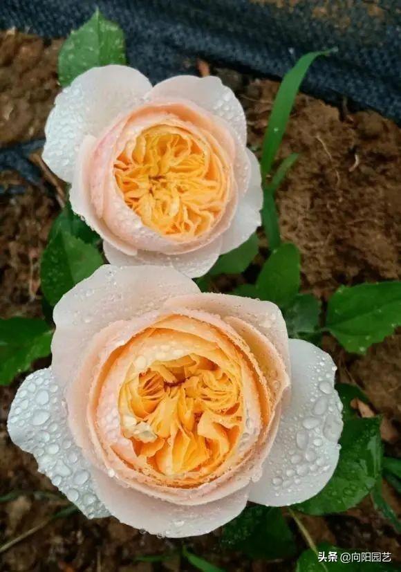 月季花的养殖方法 月季花的养殖方法（月季花的养殖方法和注意事项有哪些） 生活