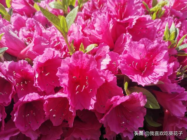 只为杜鹃来开花