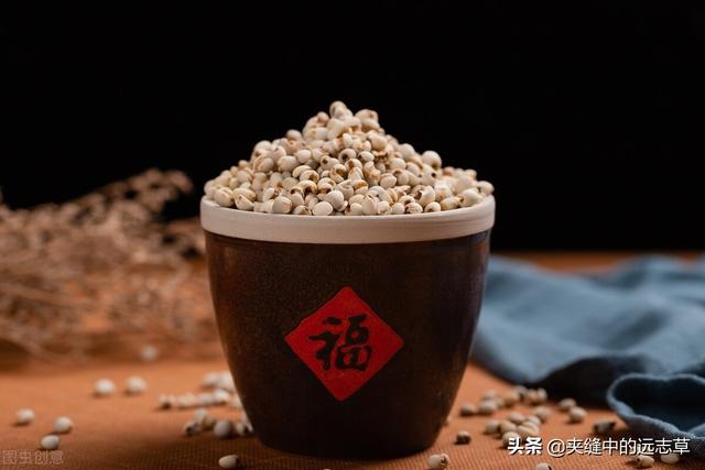 身困体乏湿气重？讲一味薏苡仁，健脾祛湿，给你的身体祛祛湿
