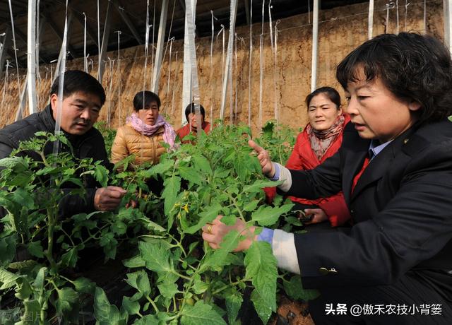 芸苔素内酯和胺鲜酯（DA-6），哪个更适合在冬季低温环境下使用？8