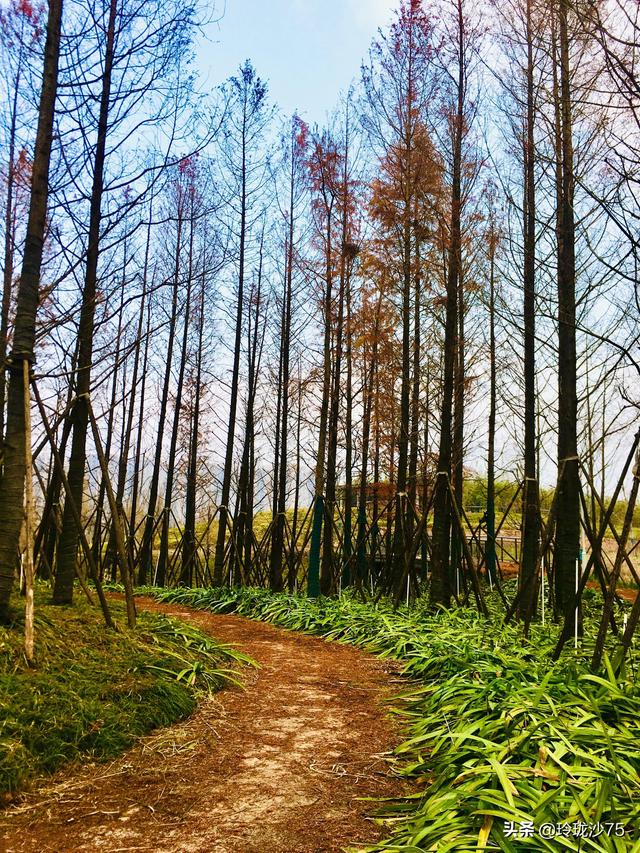 長沙唯一擁有戶外足球場的公園，更有大片水杉美景等你來