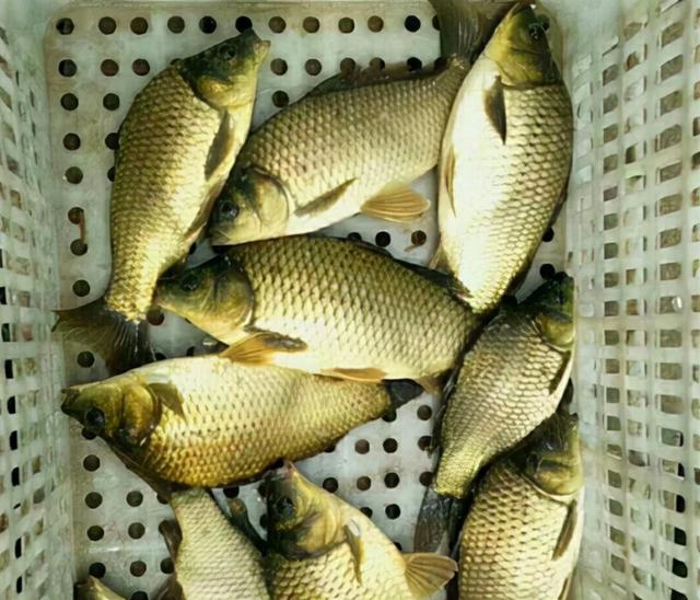 湘云鲫的养殖技术 加大号的鲫鱼,1年能长2斤多,却不能繁殖后代,南方