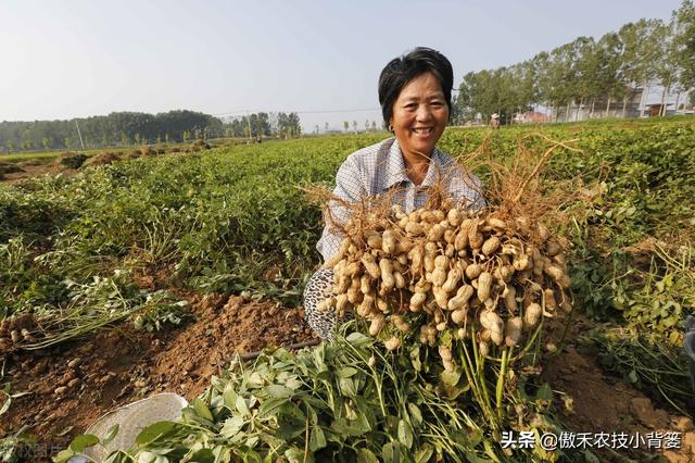 植物生长调节剂＝激素？其功能作用、药害症状及补救方法有哪些？14