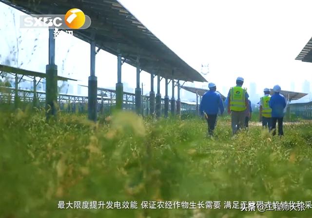 毁小麦青苗建光伏发电站，官方已调查清楚！但有件事不容忽视