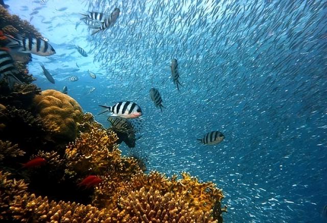 新研究估算了海洋中5个主要生物类群的总生物量