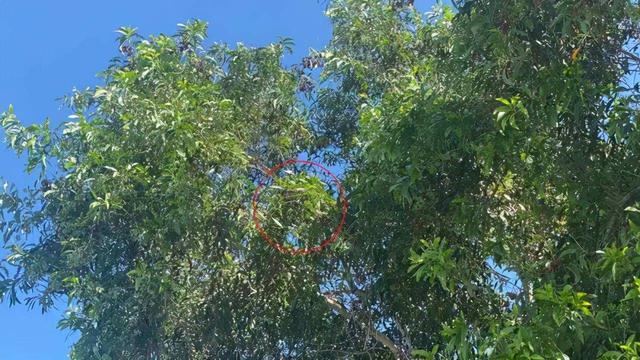 3条剧毒眼镜蛇现身江西祠堂，被抓时正在晒太阳，根本不怕雄黄
