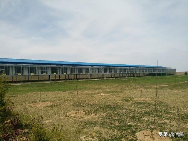 公棚独创幸运奖新玩法，首次与彩票号码挂钩，鸽友称赞值得推广