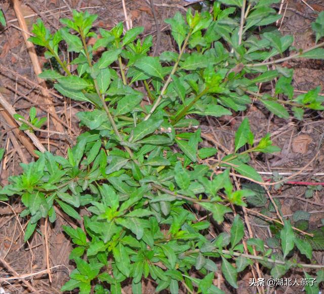 可以吃的野菜种类大全,教你认识不同的野菜和吃法