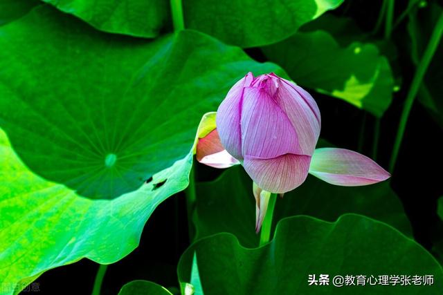 家庭教育的四大神奇定律