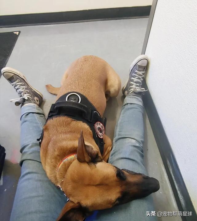 最新流浪狗收容方法（收容所流浪狗竟成治疗犬）(4)