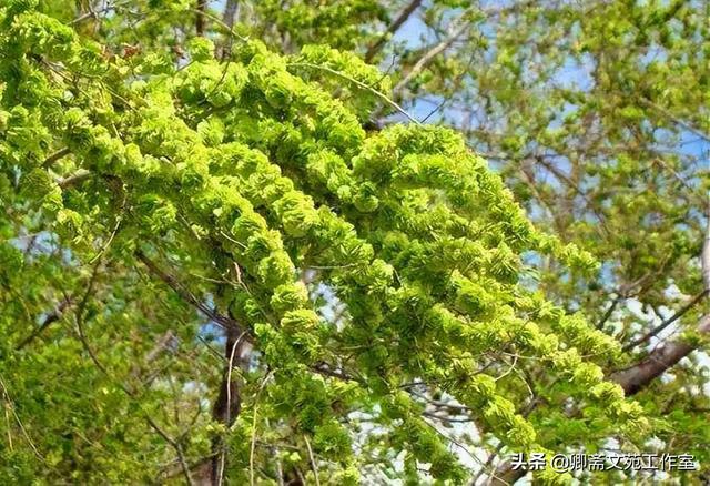 忘不了的儿时记忆——榆钱儿饭和家乡的老榆树（作者：张少卿）