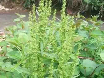 酸模，也叫野大黄，我们叫它猪耳朵草