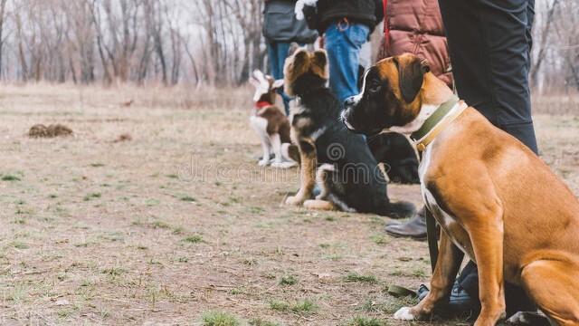 广州禁养犬种 广州禁养犬种（广州禁养犬名单2022） 动物