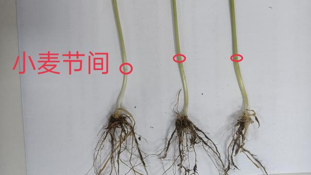 特别注意！小麦拔节阶段，控旺时期不正确，后期小麦更容易倒伏1