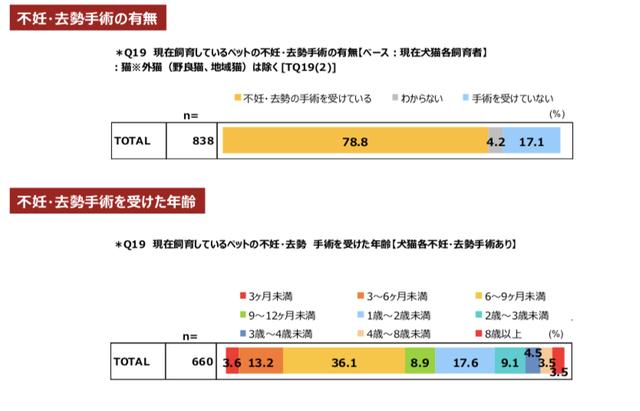 宠物狗市场