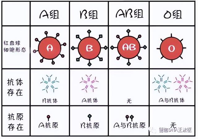 「亲子鉴定」血型亲子鉴定对照表及原理方法，准确吗