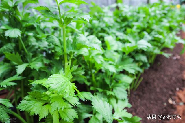 种植芹菜，施用草木灰有什么好处？巧施草木灰芹菜可增产30%2