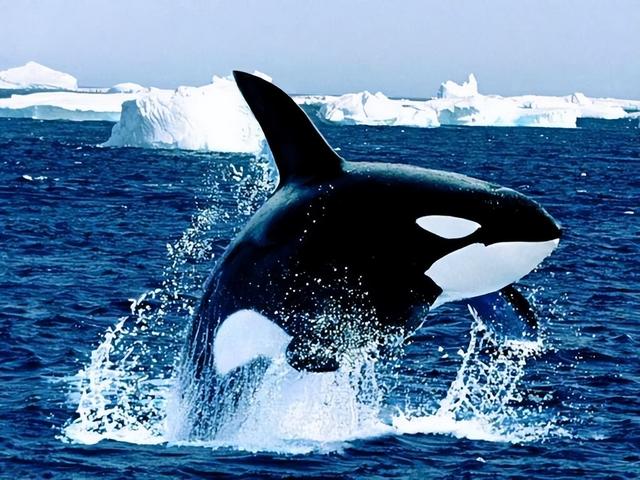 大西洋虎鲸2图片