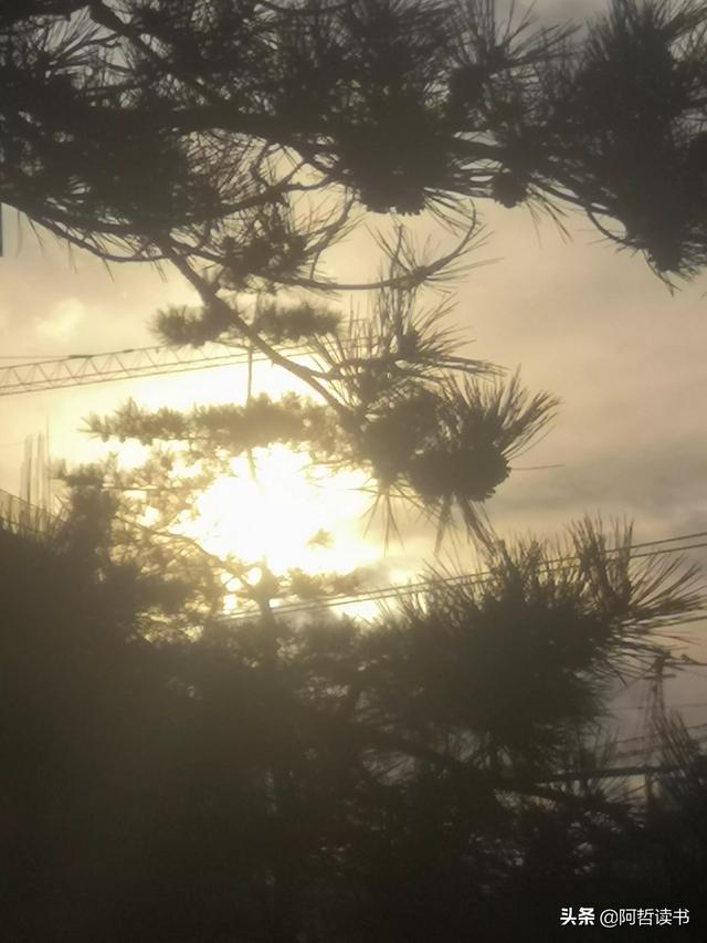 霞光唱晚，落日照松间，夕阳美无限