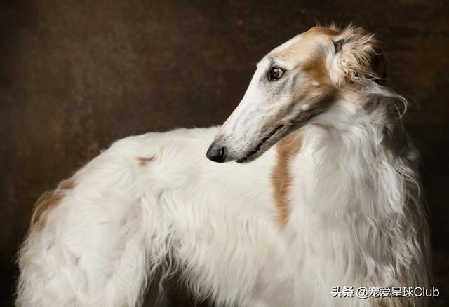 俄罗斯狼犬 俄罗斯狼犬（俄罗斯狼犬守护神） 动物