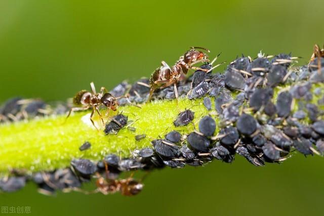 吡虫啉加上这四种药剂，杀虫只需5分钟，价格低廉，并且特效8