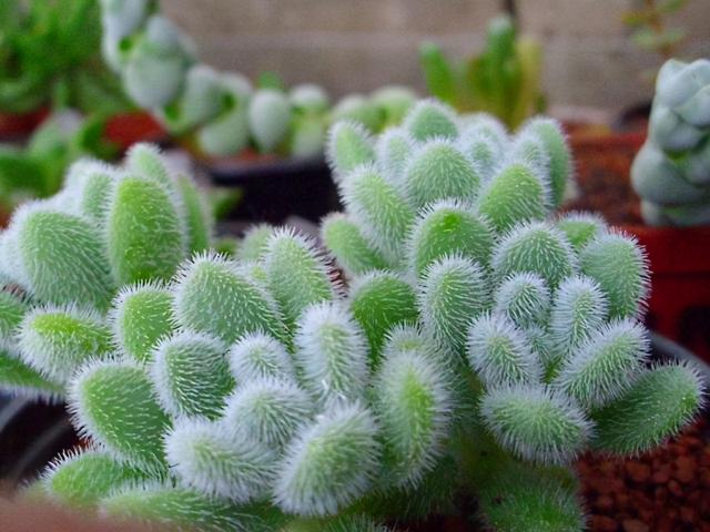 多肉植物种类 多肉植物种类（多肉植物种类介绍） 生活