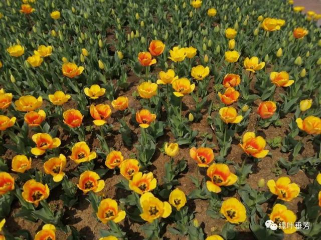 小蝉跳舞(小蝉跳舞全部视频)