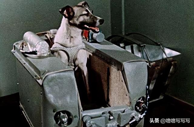 为人类太空事业做出贡献的动物们