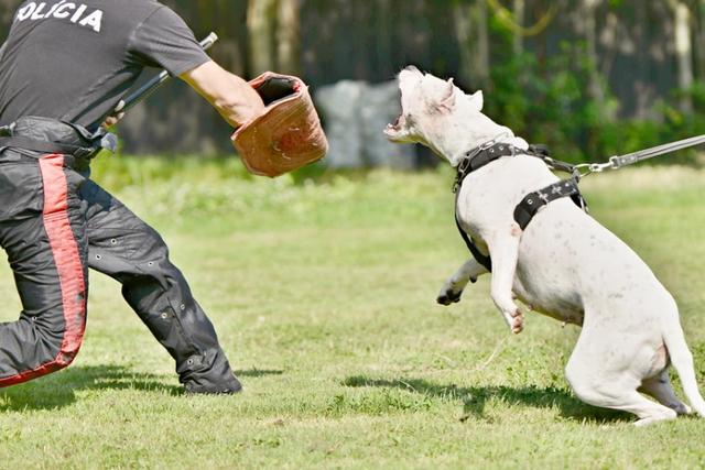 杜高犬咬死藏獒视频