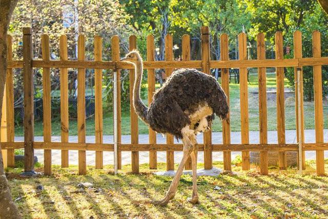 河源客世界游园季|超萌动物园来了,冬天可以打卡._广东旅游/玩耍攻略