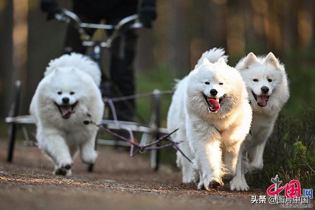 哈士奇俱乐部 哈士奇俱乐部（哈士奇乐园） 动物