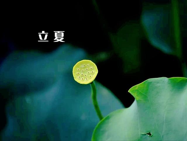 5月5号立夏，“立夏吃了蛋，热天不疰夏”，立夏吃蛋有什么讲究？