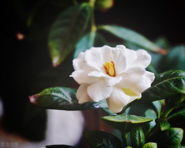 When is the best time to plant camellias? Sowing is not