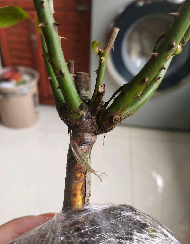 曾經的4種「網紅花」值不值得入手？我都體驗過，說說真實的感受 - 天天要聞