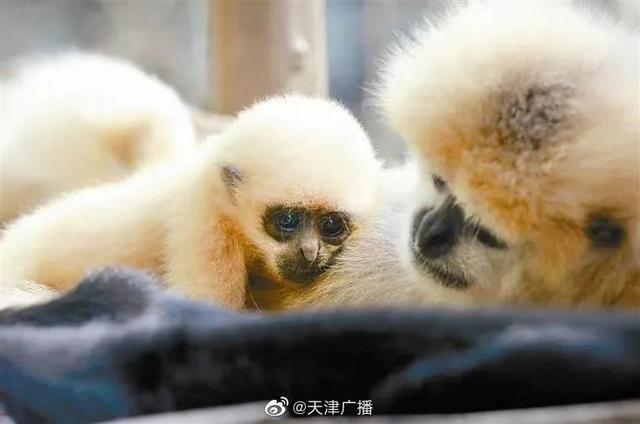 天津动物园门票多少钱（天津19个公园正式开放啦）