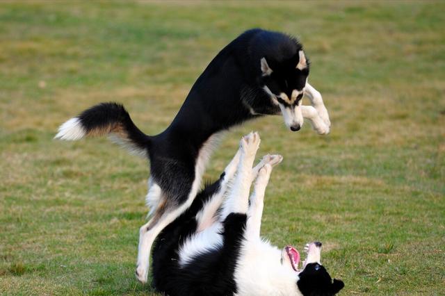 宠物狗边境牧羊犬