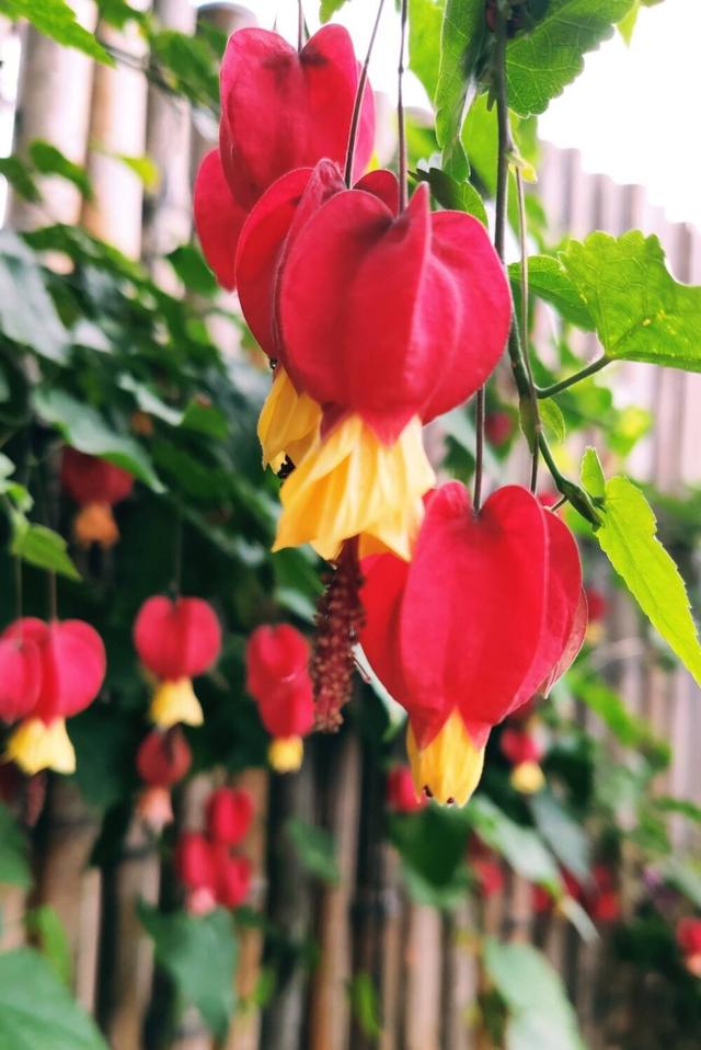 灯笼花