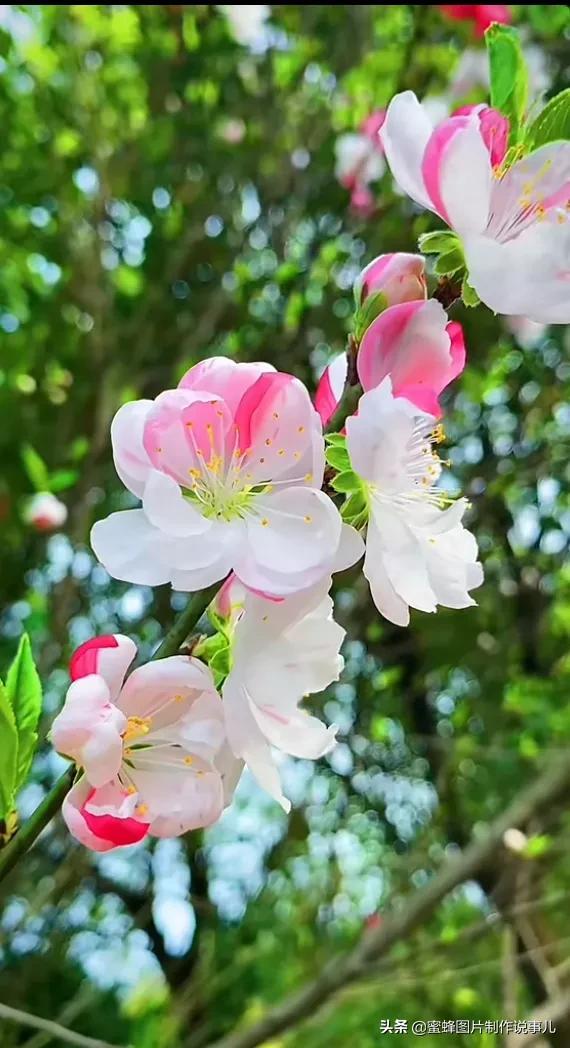 阳春三月，万花丛中娇美溢，千朵万朵压枝低