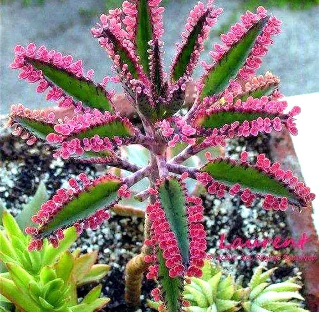 无性繁殖植物—落地生根