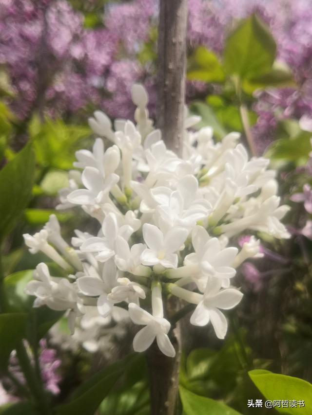 千千结里，暮春意徜徉，紫气更芬芳，丁香粉黛满城香