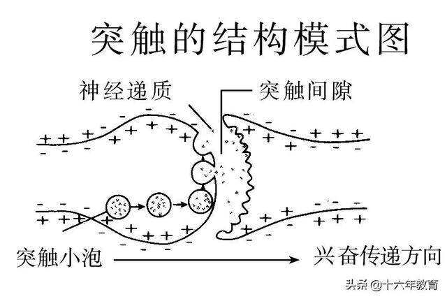 萨顿假说